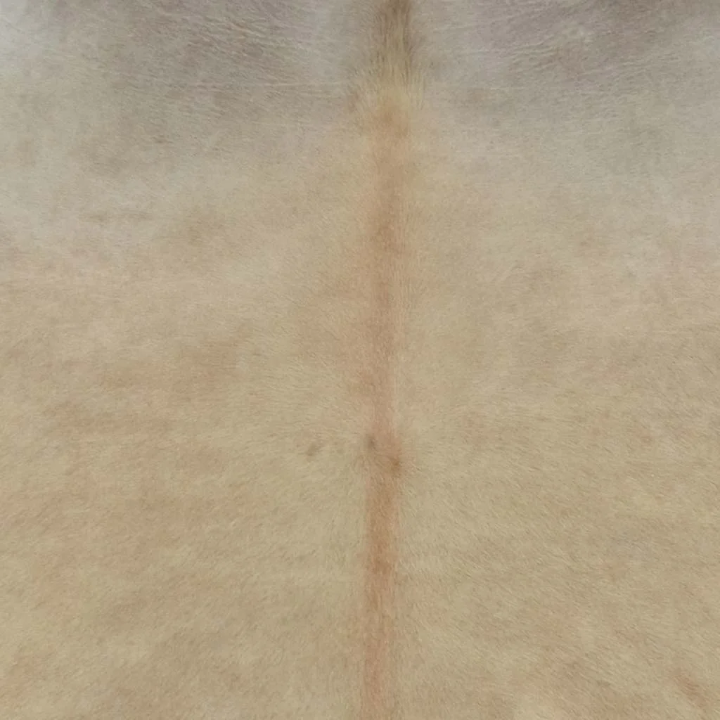 Koberec pravá hovädzia koža béžový 150x170 cm